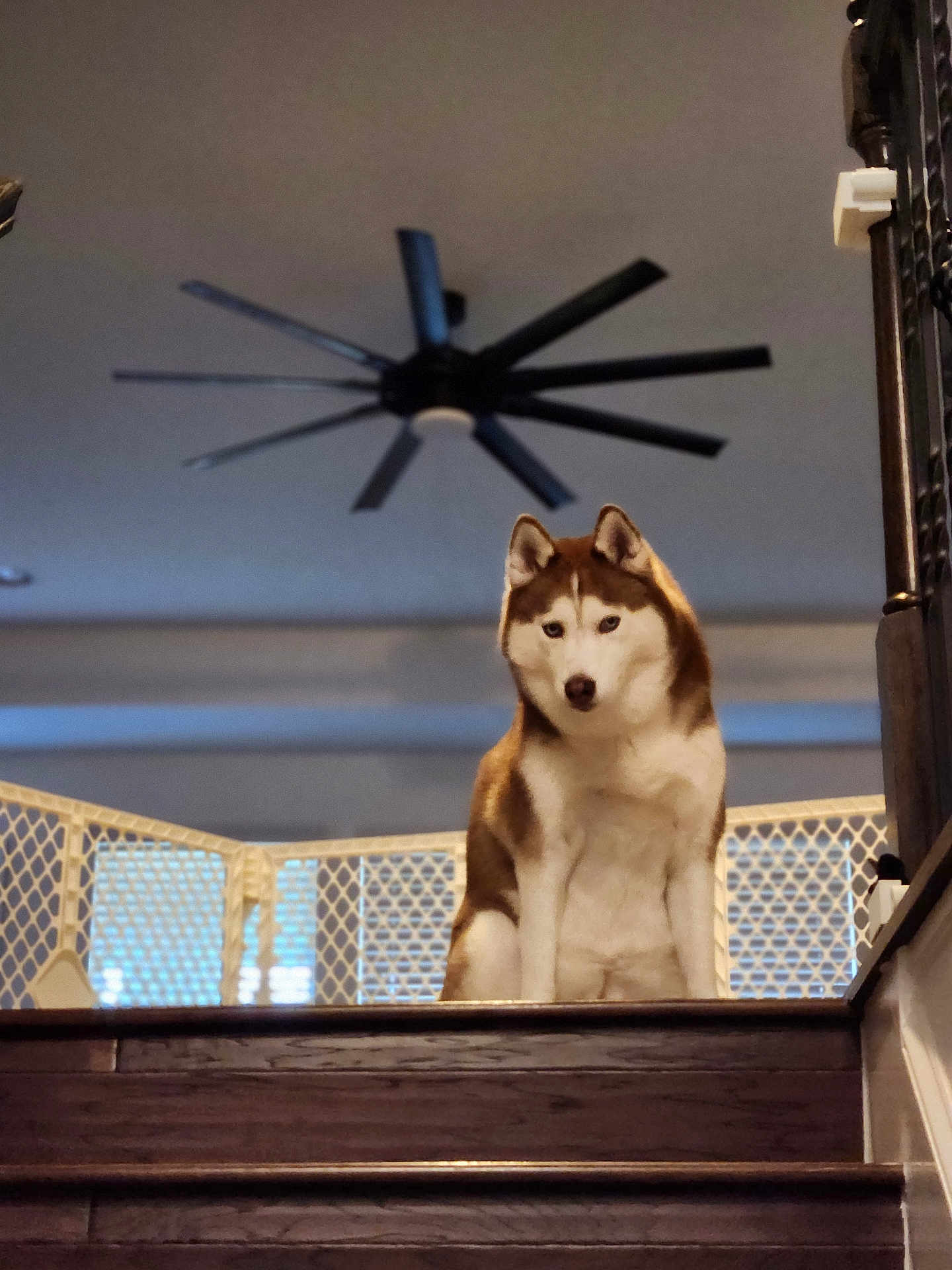 Miss Keylani Blaze joined the competition — help win amazing prizes! dog, husky, pet, staircase, stairs, baby_gate, indoor, home_interior, ceiling_fan, railing, banister, wood_stairs, sitting, portrait, attentive, brown_white_fur, ears, gaze, guard, muzzle