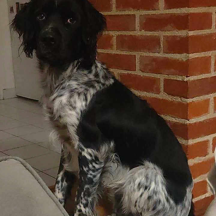 Jackson a rejoint le concours — aidez-le/la à gagner de superbes lots ! animal, architecture, brick, building, canine, cockerspaniel, couch, cushion, dog, fireplace, furniture, homedecor, hound, indoors, interiordesign, livingroom, pet, puppy, room, wall