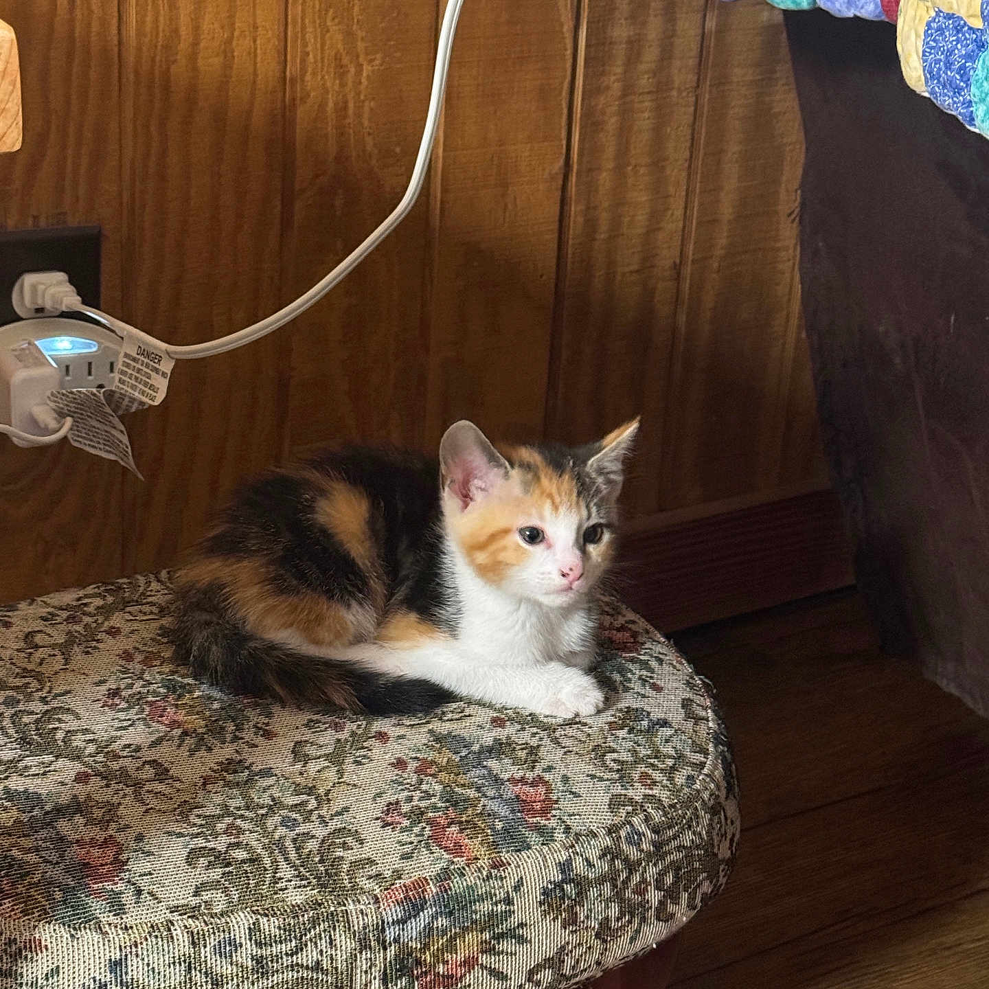 Callie is registered to the contest to win money with this photo: animal, calico, cat, cushion, cute, feline, floral_pattern, fur, home_interior, indoor, kitten, orange, pet, quilt, resting, small, stool, white, wood_paneling, wooden_floor