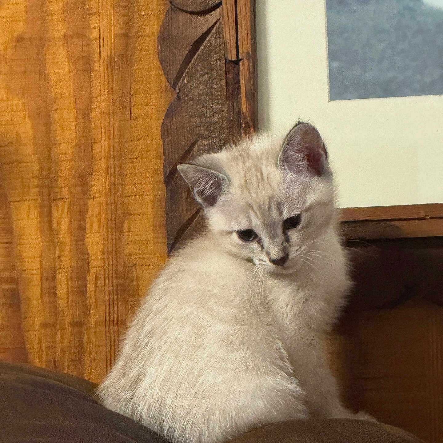 Bella joined the competition — help win amazing prizes! animal, brown_cushion, cat, curious, cute, domestic_animal, ears, feline, fur, indoor, kitten, pet, portrait, sitting, small, soft, whiskers, wooden_frame, wooden_wall, young