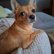 Rosie participe au concours pour gagner de l'argent avec cette photo : alert, animal, blanket, brown_dog, canine, close_up, companion, cozy, curious, cute, dog, domestic, ears_up, furniture, indoor, pet, portrait, resting, small_dog, soft_texture