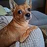 alert, animal, blanket, brown_dog, canine, close_up, companion, cozy, curious, cute, dog, domestic, ears_up, furniture, indoor, pet, portrait, resting, small_dog, soft_texture