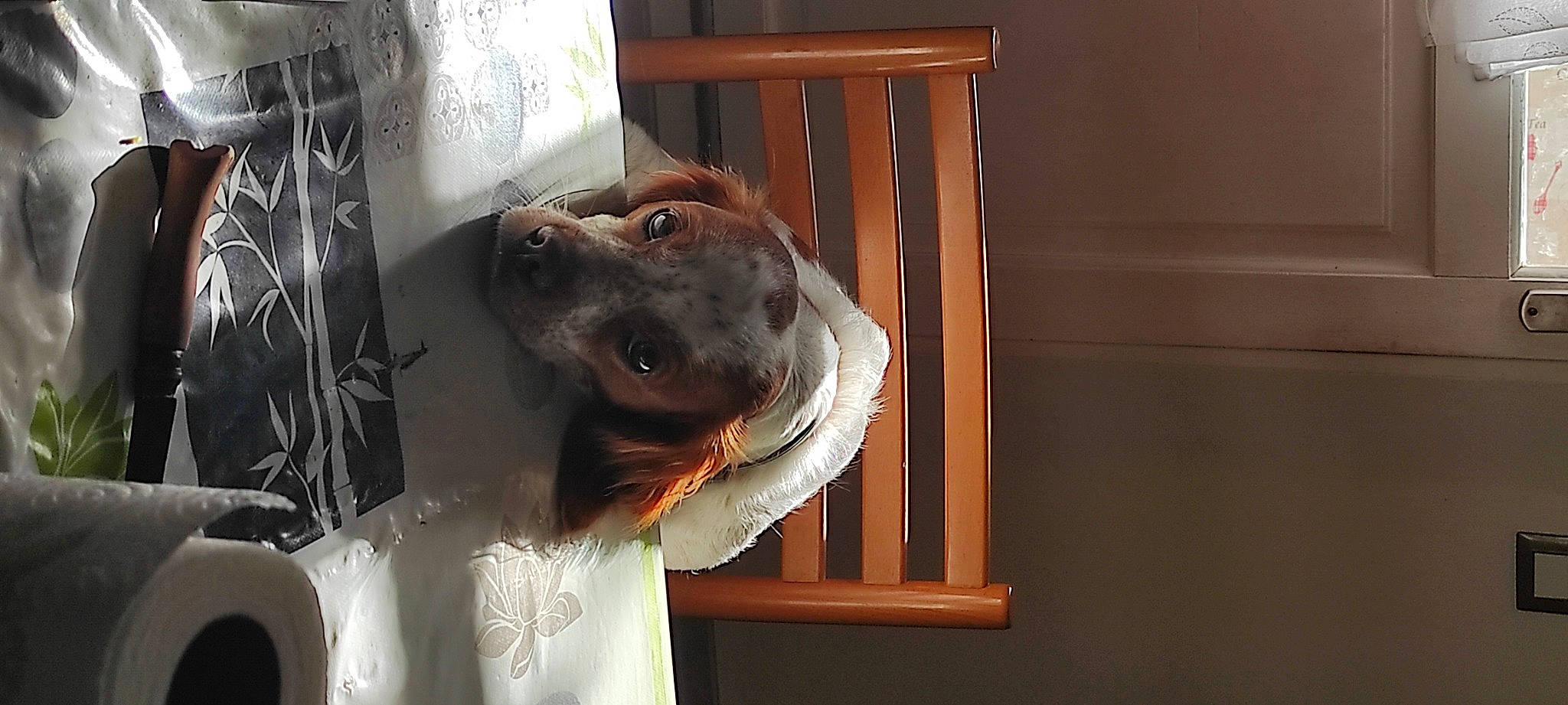 S'Hina a rejoint le concours — aidez-le/la à gagner de superbes lots ! canidae, carnivore, collar, companion_dog, dog, dog_breed, dog_collar, dog_supply, ear, fang, fawn, guard_dog, liver, pet_supply, snout, weimaraner, whiskers, window, wood, working_animal