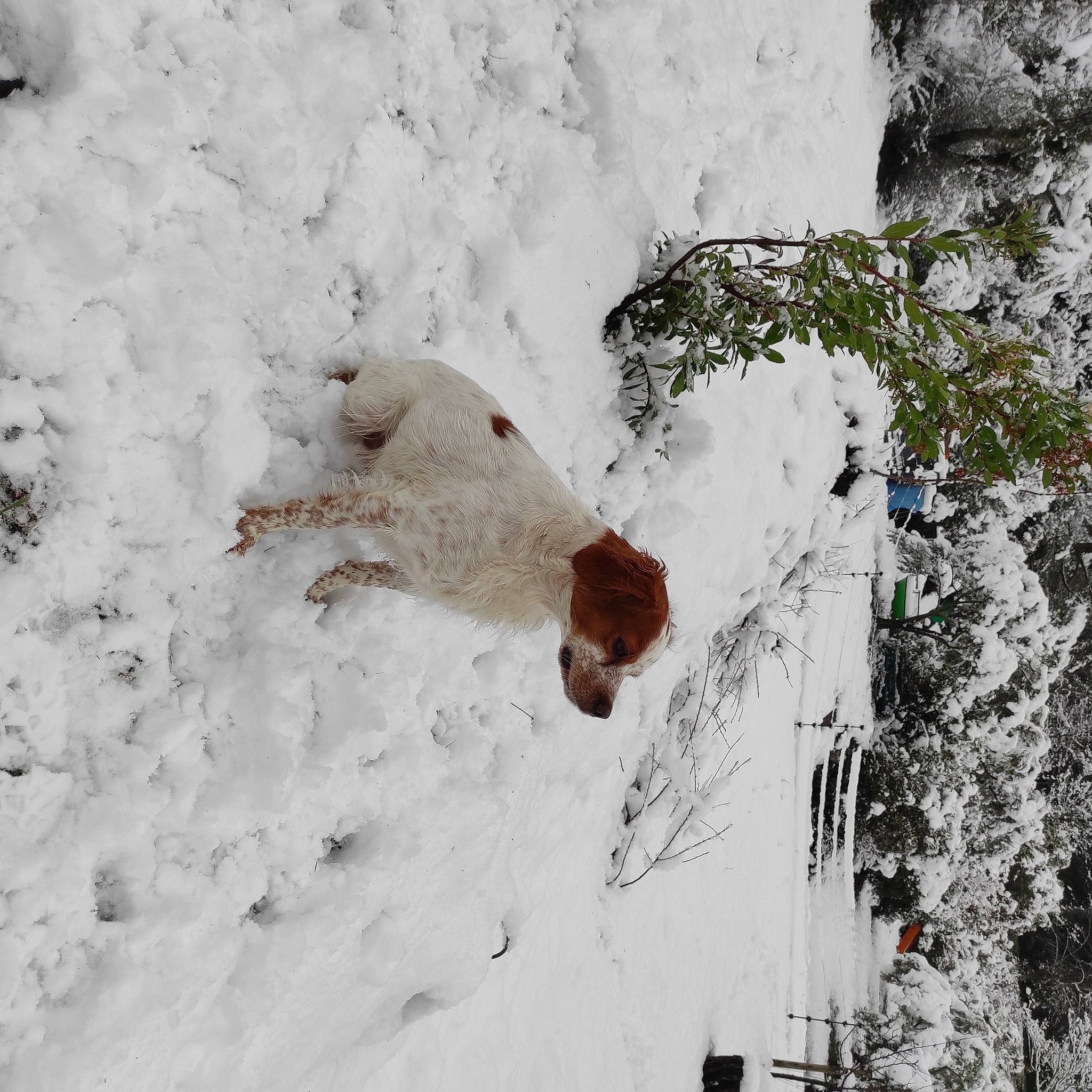 S'Hina a rejoint le concours — aidez-le/la à gagner de superbes lots ! event, freezing, frost, geological_phenomenon, glacial_landform, ice_cap, plant, recreation, rock, slope, snow, soil, tree, twig, wildlife, winter, wood