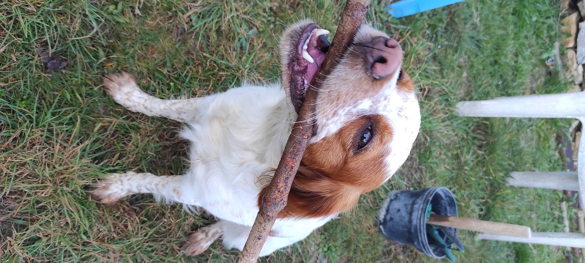 S'Hina a rejoint le concours — aidez-le/la à gagner de superbes lots ! canidae, carnivore, collar, companion_dog, dog, dog_breed, dog_collar, fawn, fur, grass, hunting_dog, leash, liver, plant, snout, sporting_group, terrestrial_animal, whiskers, wildlife, working_animal