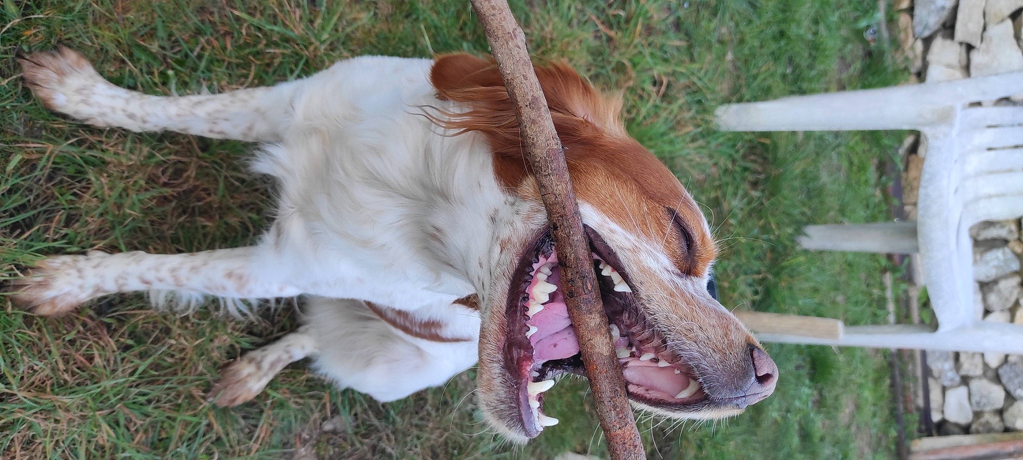 S'Hina participe au concours pour gagner de l'argent avec cette photo : canidae, carnivore, collar, companion_dog, dog, dog_breed, fang, fawn, fence, fur, grass, liver, mammal, paw, sporting_group, tail, terrestrial_animal, vertebrate, whiskers, working_animal