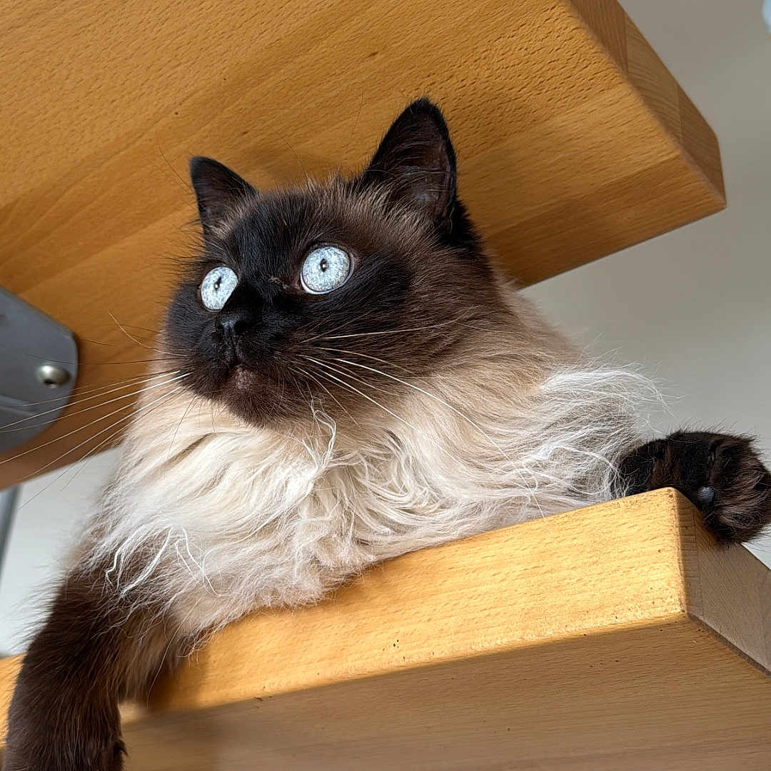 Malo a rejoint le concours — aidez-le/la à gagner de superbes lots ! animal, bookcase, box, cabinet, cat, closet, cupboard, desk, drawer, furniture, hardwood, kitten, lumber, manx, pet, plywood, shelf, siamese, table, wood