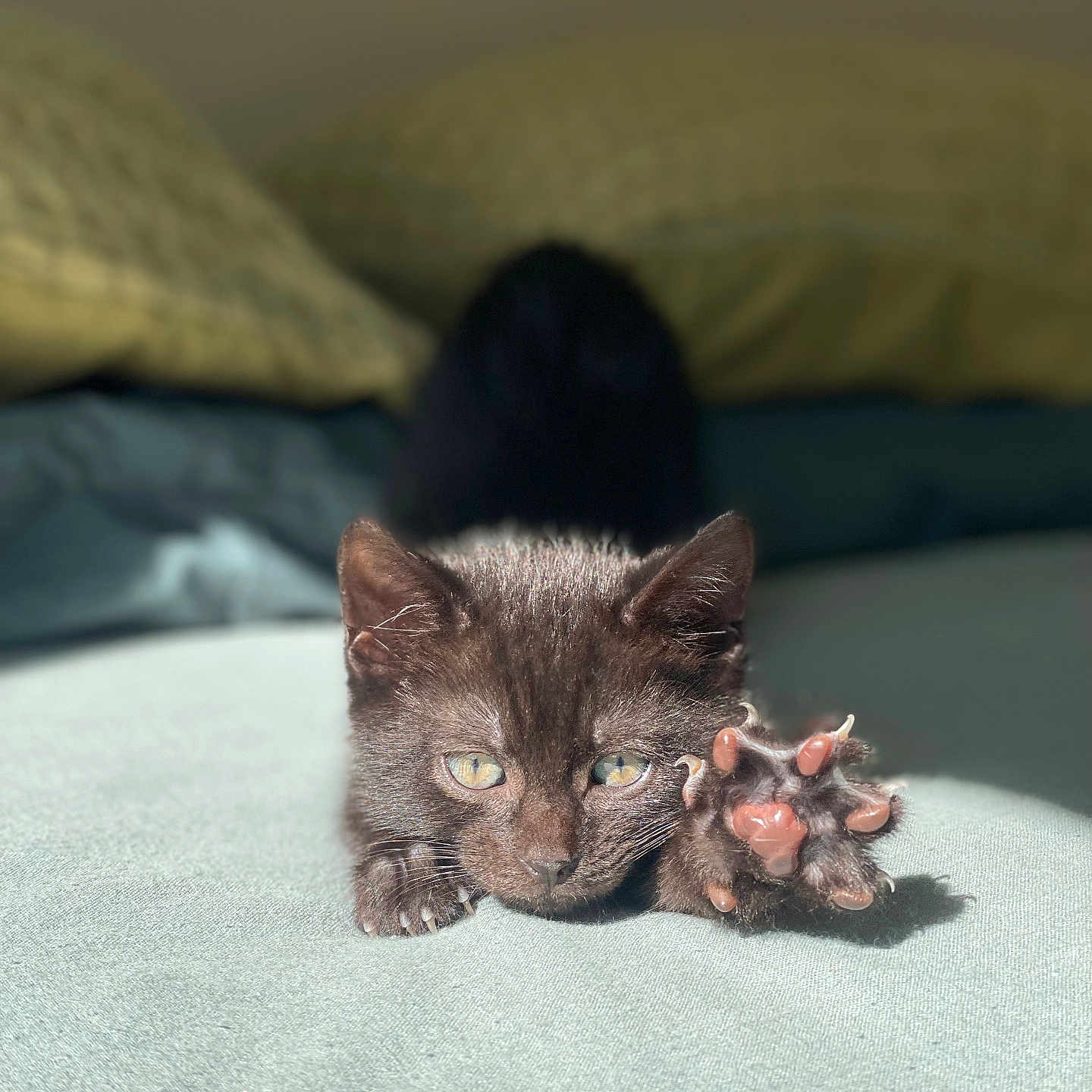 Raiden is registered to the contest to win money with this photo: abyssinian, animal, blanket, bodypart, cat, couch, electronics, finger, furniture, hand, hardware, kitten, manx, person, pet, rat, rodent, siamese, wood