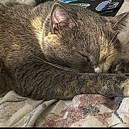 Juliet joined the competition — help win amazing prizes! animal, blanket, cat, closeup, cozy, cute, domestic_cat, feline, fur, indoor, nap, pattern, paw, pet, quiet, relaxing, resting, sleeping, soft, whiskers