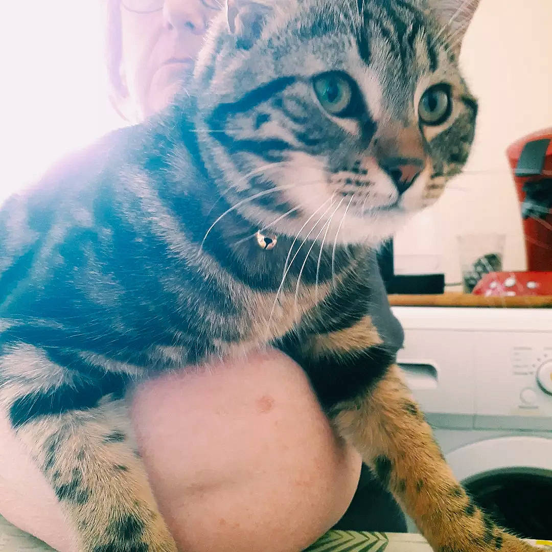 Minet participe au concours pour gagner de l'argent avec cette photo : carnivore, cat, domestic_short_haired_cat, electric_blue, felidae, fur, gesture, kitchen_appliance, paw, sitting, small_to_medium_sized_cats, whiskers, window