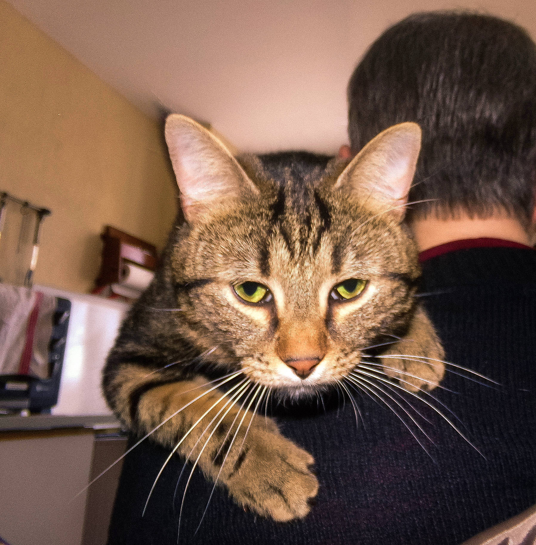 Minet a rejoint le concours — aidez-le/la à gagner de superbes lots ! carnivore, cat, domestic_short_haired_cat, ear, felidae, fur, small_to_medium_sized_cats, snout, whiskers