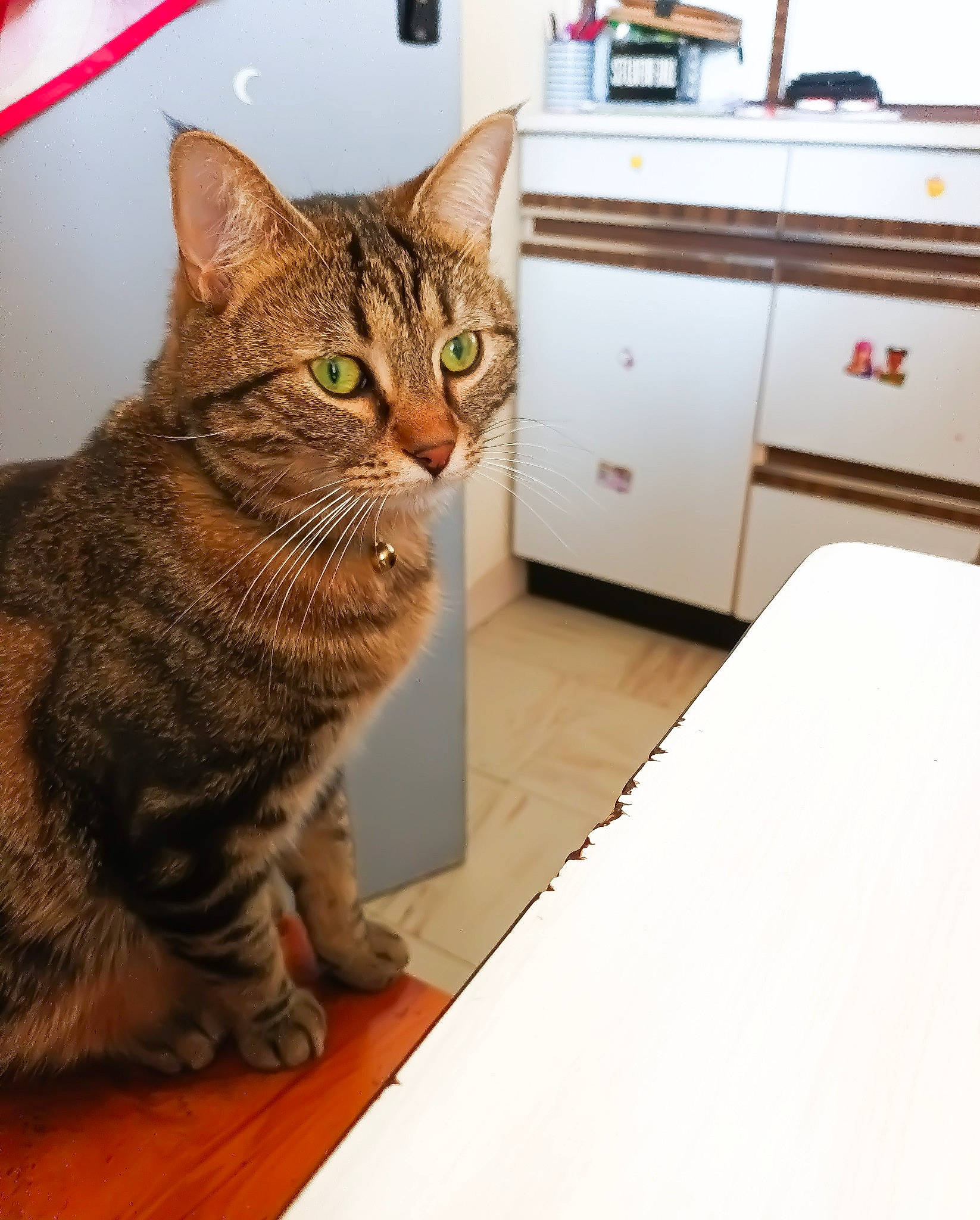 Minet a rejoint le concours — aidez-le/la à gagner de superbes lots ! cabinetry, carnivore, cat, chest_of_drawers, comfort, cupboard, domestic_short_haired_cat, drawer, dresser, eye, felidae, flooring, fur, hardwood, small_to_medium_sized_cats, snout, tail, terrestrial_animal, whiskers, wood