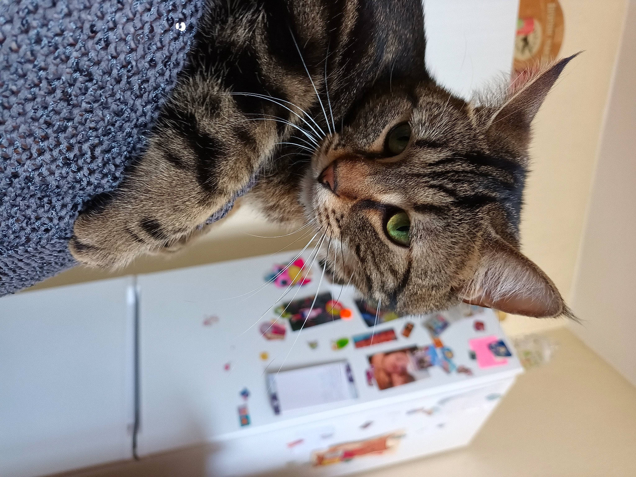 Minet a rejoint le concours — aidez-le/la à gagner de superbes lots ! carnivore, cat, claw, comfort, domestic_short_haired_cat, ear, eye, felidae, fur, pattern, paw, room, small_to_medium_sized_cats, whiskers, wood