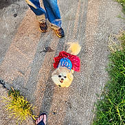 Jenjen joined the competition — help win amazing prizes! dog, small_dog, fluffy, outdoor, concrete, grass, feet, sandals, sneakers, clothing, pet, cute, animal, daylight, pavement, looking_up, tail, person, shadow, casual