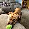 dog, tennis_ball, couch, living_room, pet, brown_dog, carpet, furniture, indoor, canine, toy, home, floor, relaxed, animal, ears, face, eyes, snout, domestic_dog