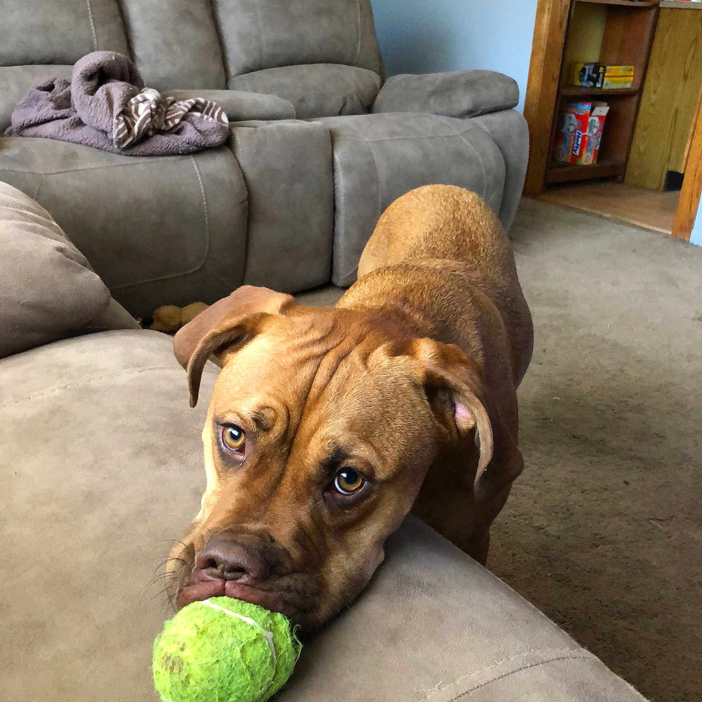 Hank