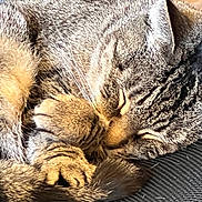 Emily joined the competition — help win amazing prizes! cat, tabby, sleeping, fur, paw, whiskers, closeup, pet, animal, cozy, curled_up, resting, feline, soft, texture, indoor, cute, relaxed, peaceful, nap