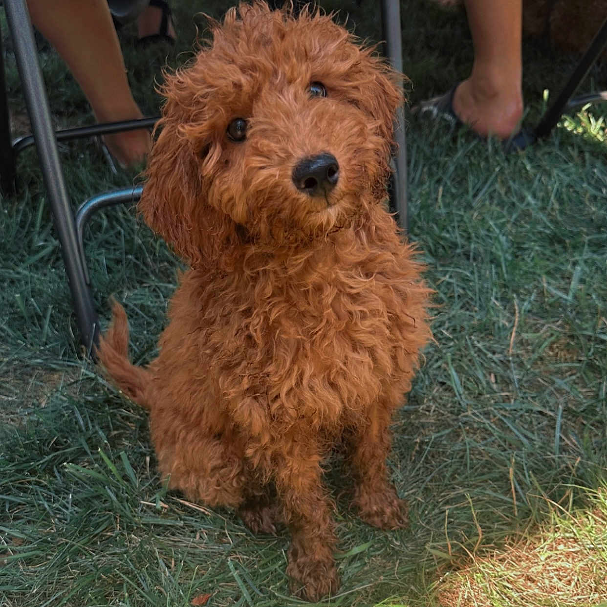 Bentley is registered to the contest to win money with this photo: airedale, animal, canine, chair, clothing, dog, footwear, furniture, grass, lawn, outdoors, person, pet, plant, poodle, puppy, shoe, soil, table, terrier