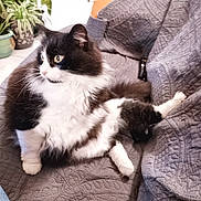 Mimi participe au concours pour gagner de l'argent avec cette photo : animal, black_and_white, cat, cozy, curious, domestic_cat, fluffy, fur, furniture, home, indoor, looking_away, paw, pet, plant, quilt, relaxed, sitting, soft, whiskers
