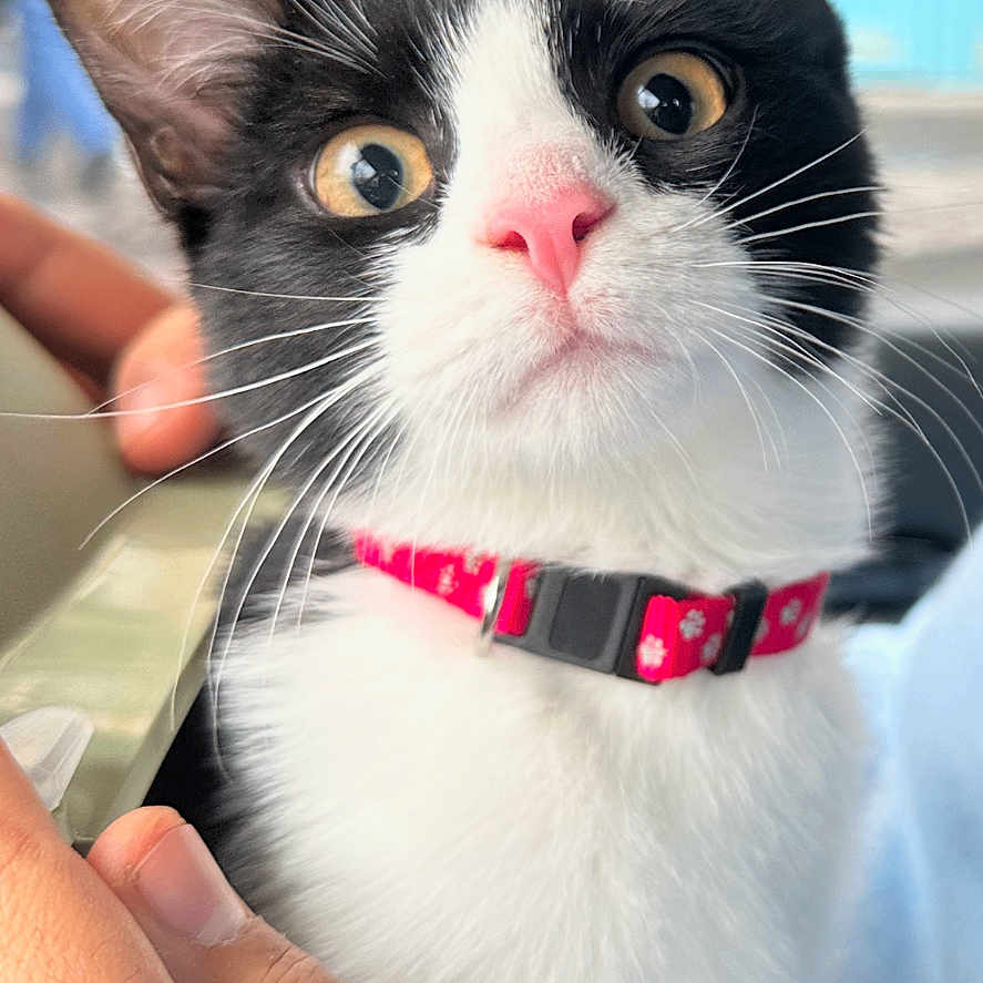 Atom
