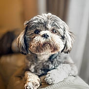 Molli Rae is registered to the contest to win money with this photo: bokeh, brown, close_up, cozy, cute, dog, eyes, fur, gray, home, indoor, looking_at_camera, nose, paw, pet, portrait, shallow_depth_of_field, sitting, sofa, whiskers