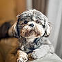 bokeh, brown, close_up, cozy, cute, dog, eyes, fur, gray, home, indoor, looking_at_camera, nose, paw, pet, portrait, shallow_depth_of_field, sitting, sofa, whiskers