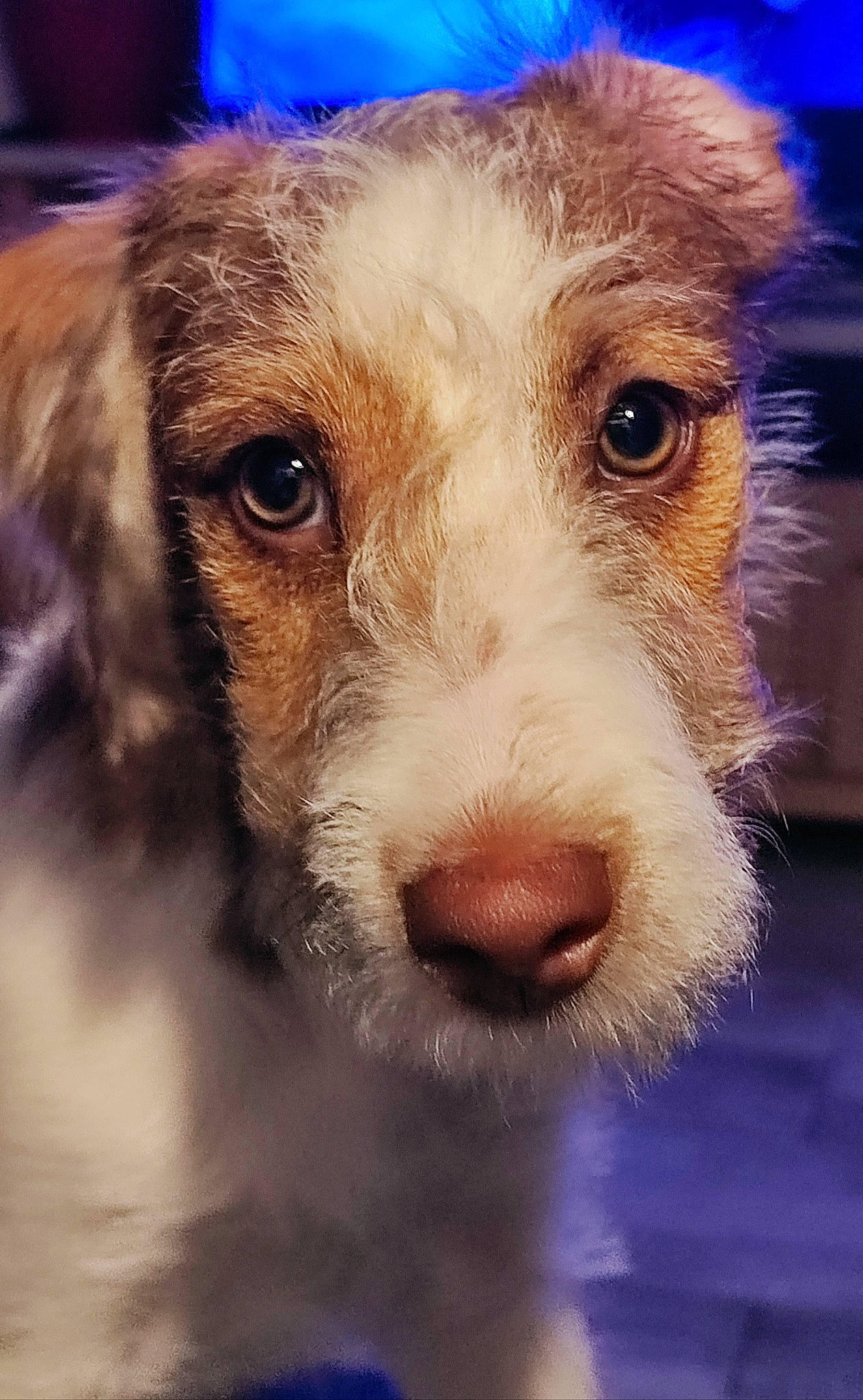 Cesar participe au concours pour gagner de l'argent avec cette photo : canidae, carnivore, cloud, companion_dog, dog, dog_breed, ear, eye, eyelash, fawn, fur, liver, puppy, sky, snout, sporting_group, terrestrial_animal, terrier, whiskers, working_animal