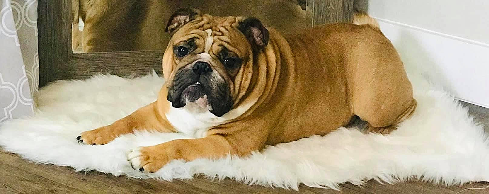 Waylon is registered to the contest to win money with this photo: ancient_dog_breeds, australian_bulldog, british_bulldogs, bulldog, canidae, carnivore, companion_dog, dog, dog_breed, korean_mastiff, mammal, non_sporting_group, old_english_bulldog, olde_english_bulldogge, perro_de_presa_mallorquin, renascence_bulldogge, snout, toy_bulldog, valley_bulldog, vertebrate