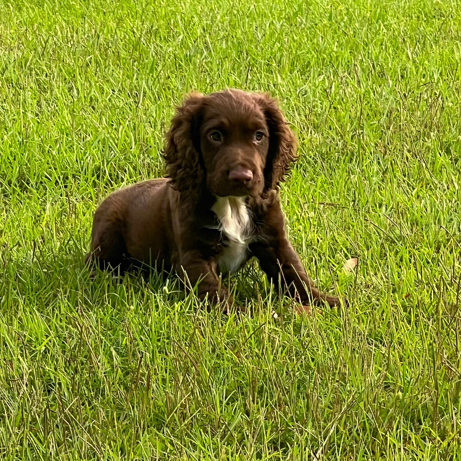 Coco is registered to the contest to win money with this photo: adorable, animal, brown_dog, canine, cute, dog, ears, field, fur, grass, greenery, nature, outdoor, pet, playful, puppy, sitting, summer, white_patch, young_dog