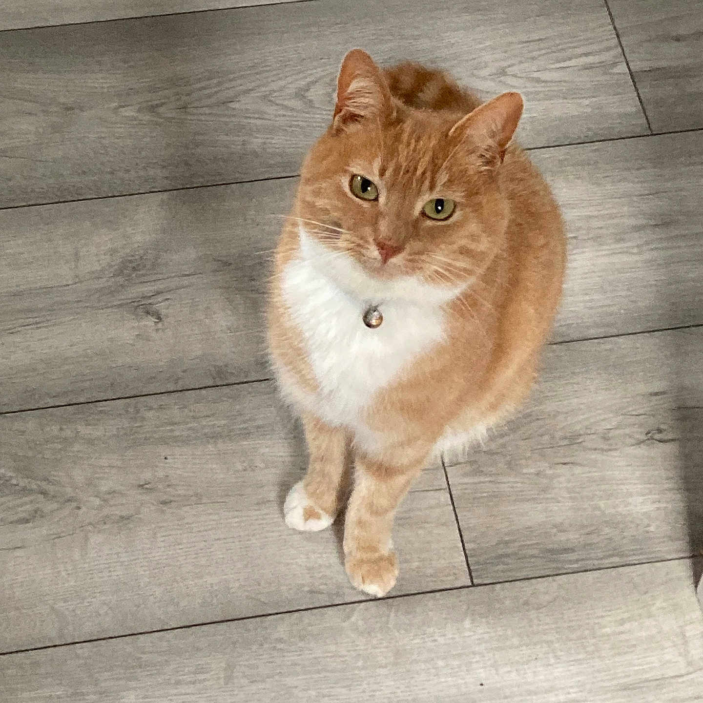 Winston joined the competition — help win amazing prizes! abyssinian, accessories, animal, architecture, building, cat, deck, hardwood, house, housing, indoors, interiordesign, kitten, manx, pet, plywood, porch, stainedwood, strap, wood