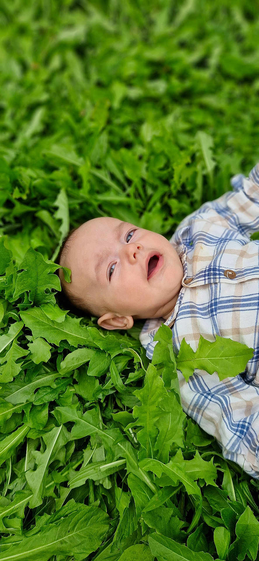 élys a rejoint le concours — aidez-le/la à gagner de superbes lots ! baby, child, plaid_shirt, green_leaves, outdoor, nature, face, portrait, infant, grass, lying_down, curious, young_child, shirt, plants, fresh, relaxed, close_up, skin, expression