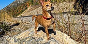Peaches is registered to the contest to win money with this photo: dog, rock, mountain, outdoor, nature, sky, collar, grass, scenery, animal, sunlight, autumn, bush, trail, pet, small_dog, brown_dog, landscape, clear_sky, wildlife