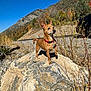 dog, rock, mountain, outdoor, nature, sky, collar, grass, scenery, animal, sunlight, autumn, bush, trail, pet, small_dog, brown_dog, landscape, clear_sky, wildlife