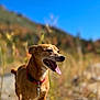 Peaches is registered to the contest to win money with this photo: dog, animal, outdoor, nature, pet, collar, tongue, rock, sunlight, brown, happy, canine, grass, blue_sky, daylight, mammal, portrait, standing, field, smiling