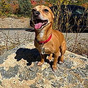 Peaches is registered to the contest to win money with this photo: dog, small_dog, brown_dog, red_collar, rock, outdoor, mountain, autumn, foliage, sunlight, shadow, car, tongue_out, happy, pet, nature, grass, road, sky, scenic