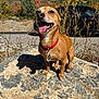 dog, small_dog, brown_dog, red_collar, rock, outdoor, mountain, autumn, foliage, sunlight, shadow, car, tongue_out, happy, pet, nature, grass, road, sky, scenic