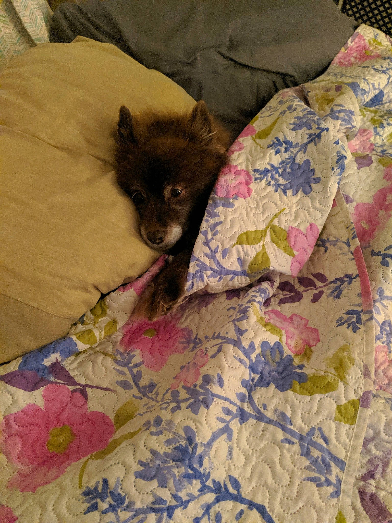 Cocoa joined the competition — help win amazing prizes! bed, bed_sheet, bedding, bedroom, black_cat, carnivore, cat, comfort, domestic_short_haired_cat, duvet, fawn, felidae, flooring, fur, linens, magenta, nap, pattern, small_to_medium_sized_cats, whiskers