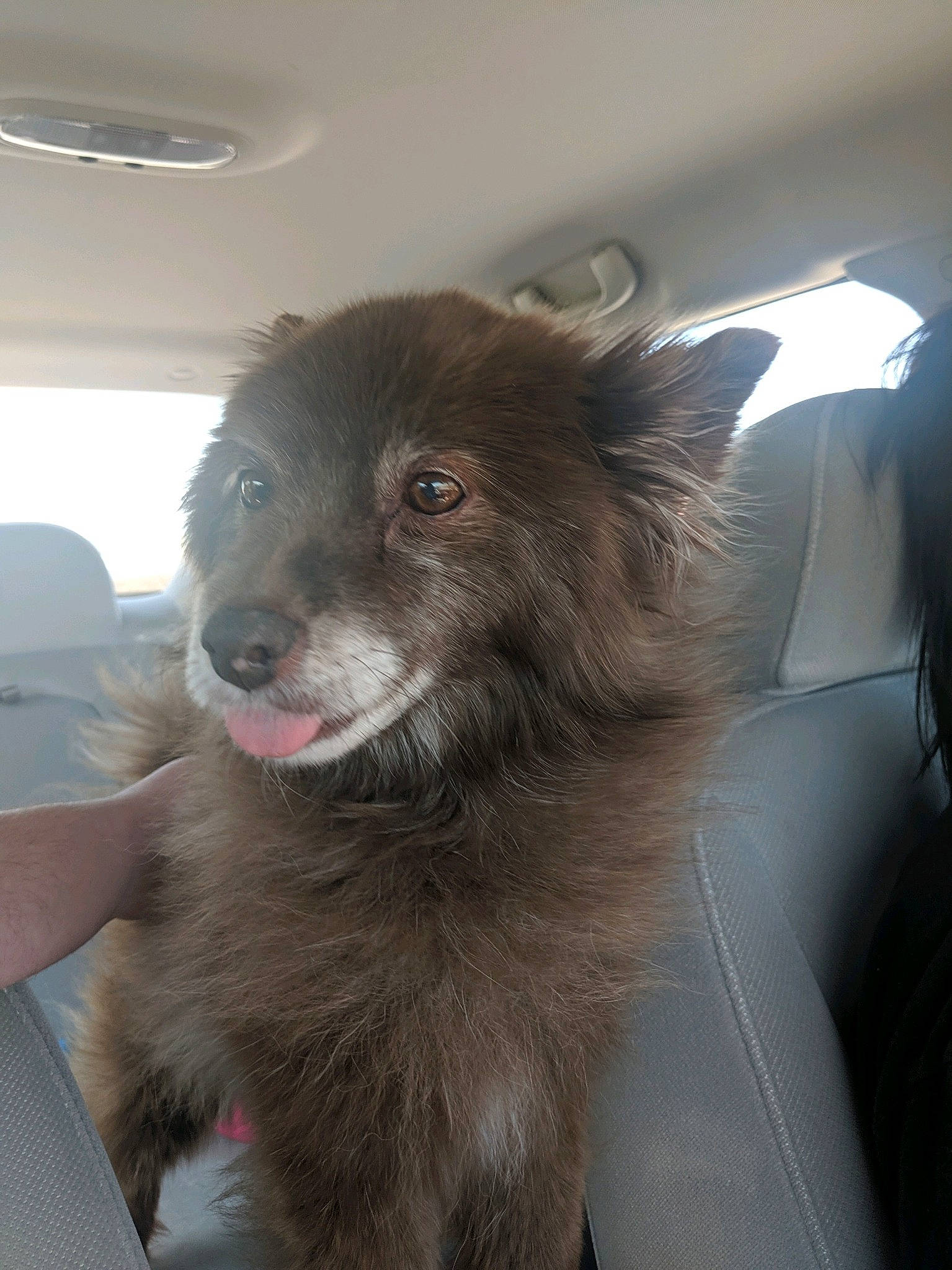 Cocoa joined the competition — help win amazing prizes! canidae, carnivore, chair, companion_dog, dog, dog_breed, dog_supply, fawn, fur, german_spitz_klein, german_spitz_mittel, liver, paw, spitz, sporting_group, terrestrial_animal, volpino_italiano, whiskers, working_animal, working_dog