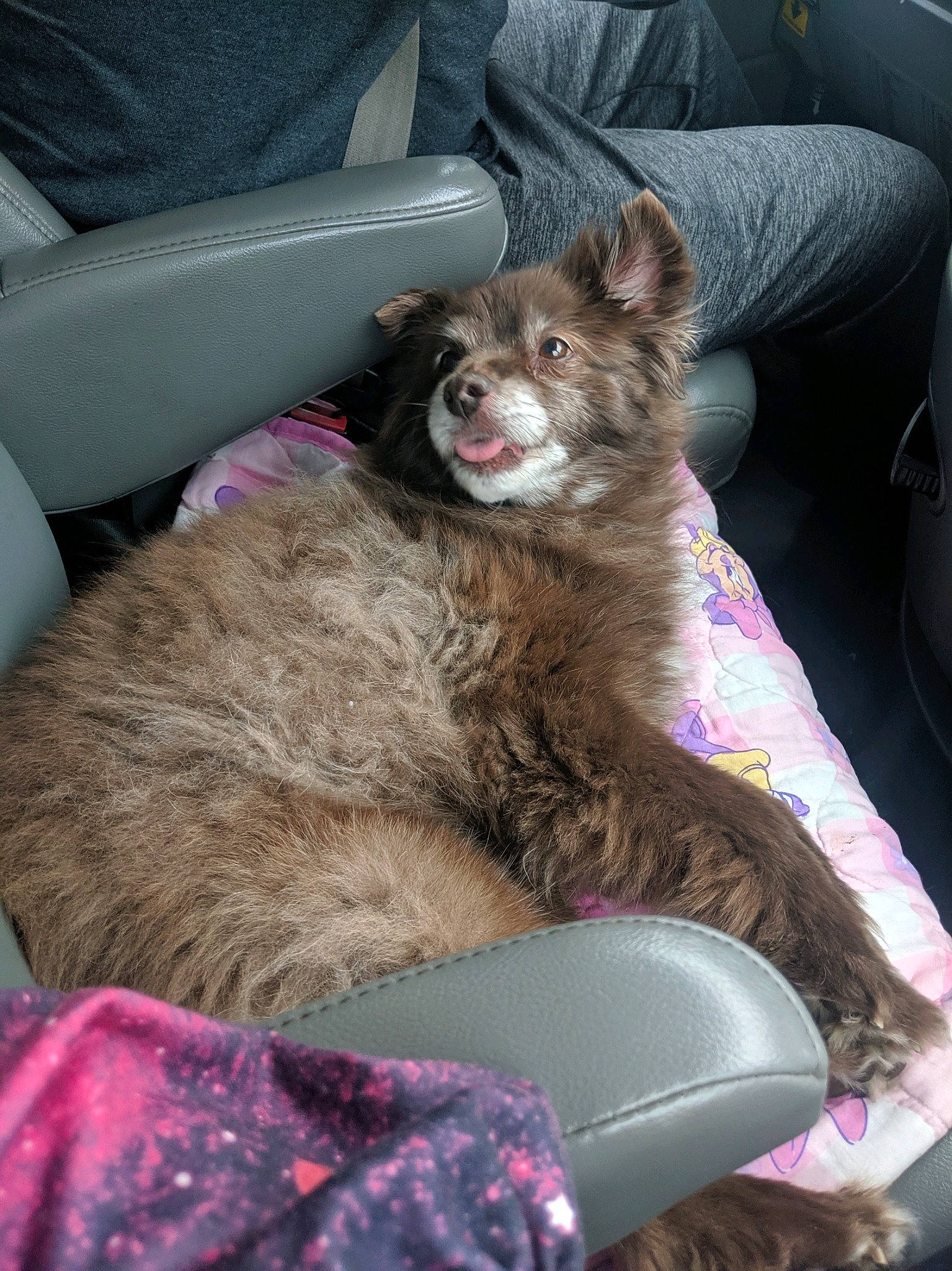 Cocoa is registered to the contest to win money with this photo: car_seat, carnivore, comfort, companion_dog, couch, dog, dog_breed, fawn, felidae, fur, magenta, nap, non_sporting_group, paw, sitting, small_to_medium_sized_cats, snout, terrestrial_animal, whiskers