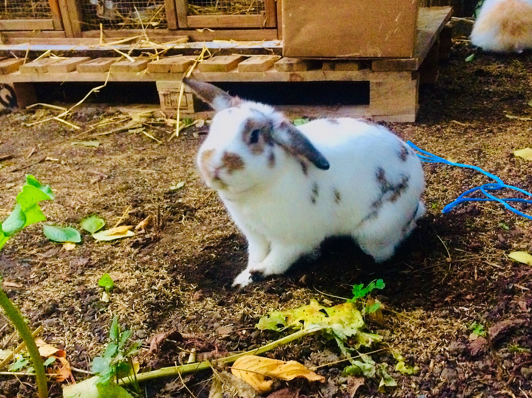 Toffee a rejoint le concours — aidez-le/la à gagner de superbes lots ! cat, domestic_rabbit, felidae, grass, plant, rabbit, rabbits_and_hares, whiskers
