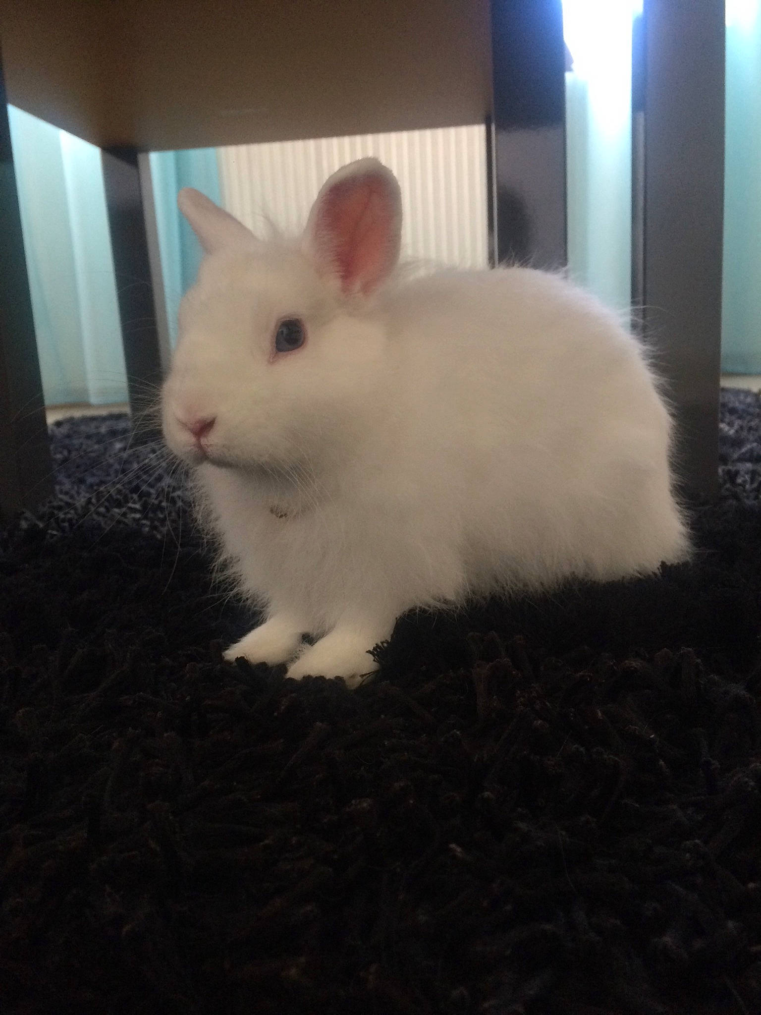 Scratch a rejoint le concours — aidez-le/la à gagner de superbes lots ! domestic_rabbit, ear, fawn, fur, hare, mammal, rabbit, rabbits_and_hares, skin, sky, whiskers