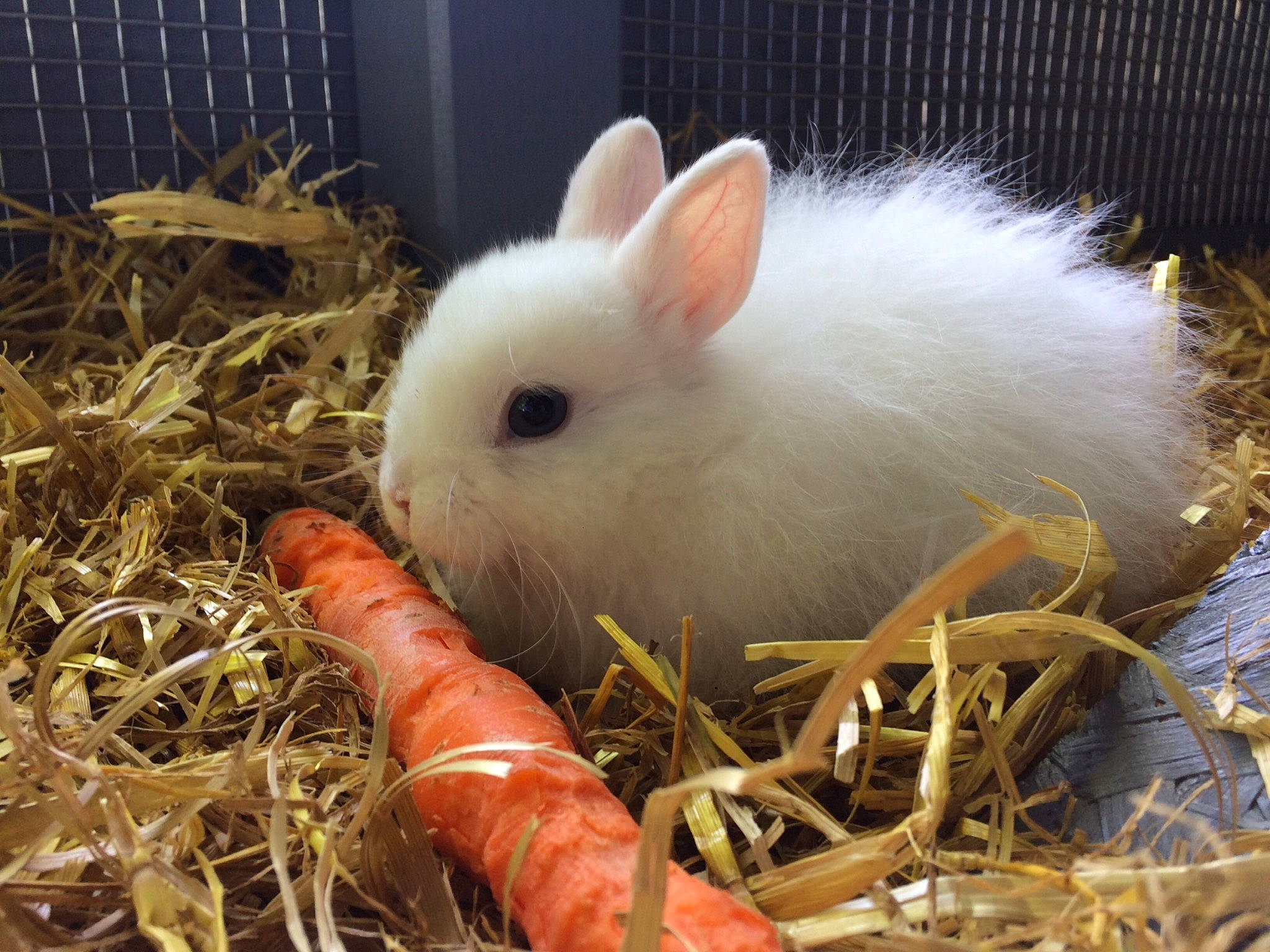 Scratch participe au concours pour gagner de l'argent avec cette photo : domestic_rabbit, easter_bunny, fawn, hare, hay, organism, plant, rabbit, rabbits_and_hares, skin, snowshoe_hare, whiskers