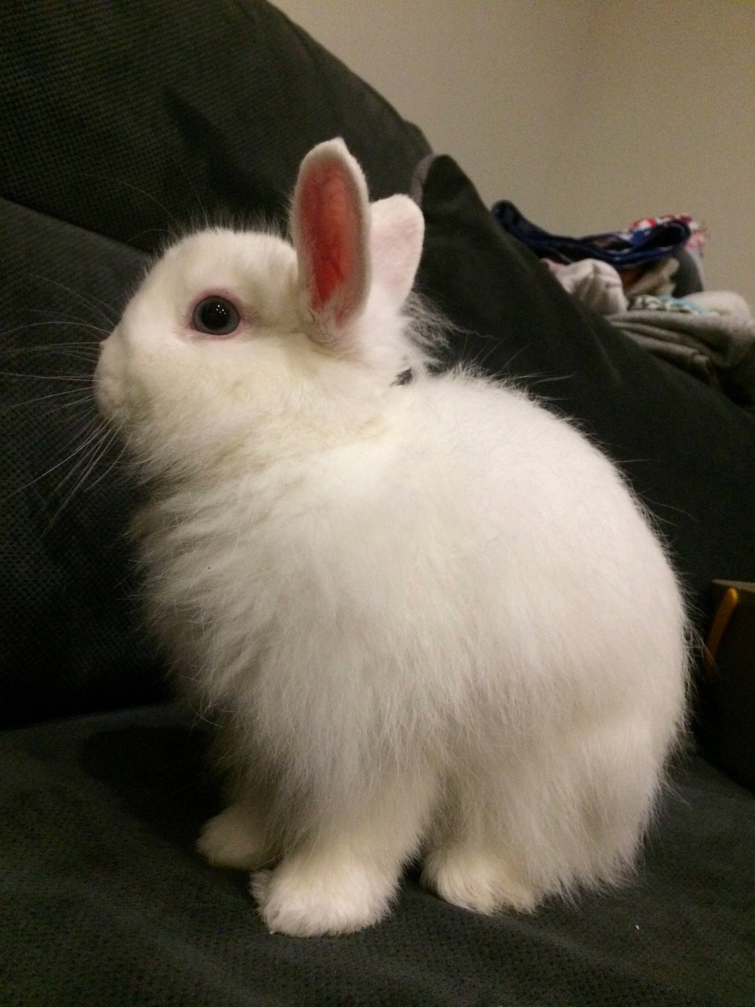 Scratch a rejoint le concours — aidez-le/la à gagner de superbes lots ! angora_rabbit, domestic_rabbit, ear, fur, hare, mammal, rabbit, rabbits_and_hares, skin, tail, vertebrate, whiskers