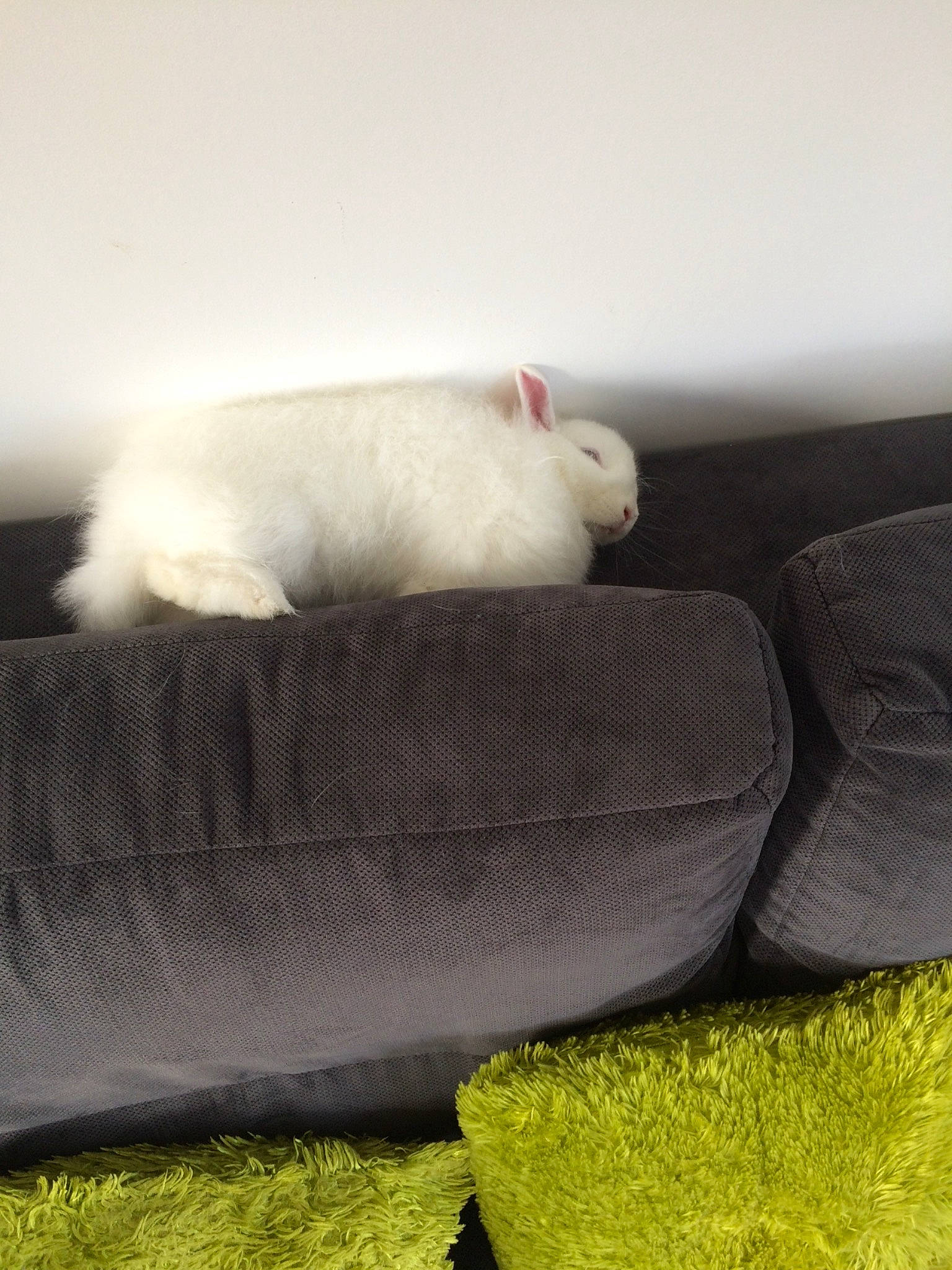 Scratch participe au concours pour gagner de l'argent avec cette photo : bed_sheet, bichon, canidae, cat, comfort, couch, fur, furniture, maltese, puppy