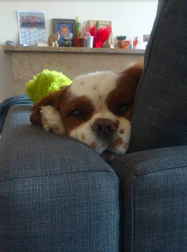 Ades participe au concours pour gagner de l'argent avec cette photo : australian_bulldog, boston_terrier, bulldog, canidae, carnivore, companion_dog, dog, dog_breed, fawn, mammal, non_sporting_group, old_english_bulldog, puppy, puppy_love, rare_breed_dog, snout, sporting_group, toy_bulldog, toy_dog, vertebrate