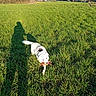 canine, daytime, dog, fetch, field, grass, greenery, harness, horizon, houses, outdoor, pet, playing, rural, shadow, sunny, toy, trees, walking, white_dog