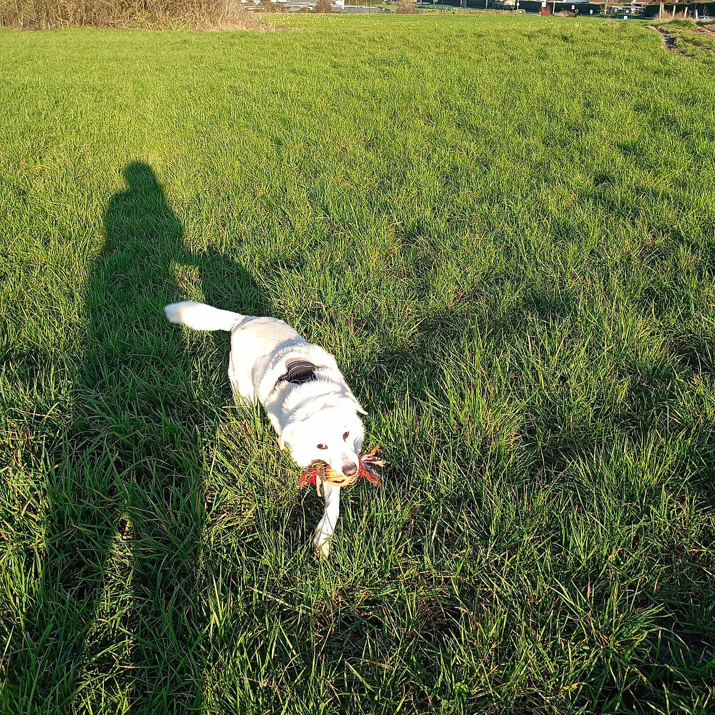 Pascale De Mets participe au concours pour gagner de l'argent avec cette photo : canine, daytime, dog, fetch, field, grass, greenery, harness, horizon, houses, outdoor, pet, playing, rural, shadow, sunny, toy, trees, walking, white_dog