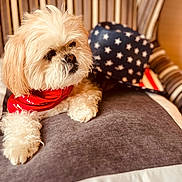 Coco joined the competition — help win amazing prizes! dog, fluffy, red_bandana, pillow, chair, star_pattern, hat, indoor, pet, fur, cute, relaxed, canine, home, comfy, seat, portrait, closeup, domestic_animal, animal