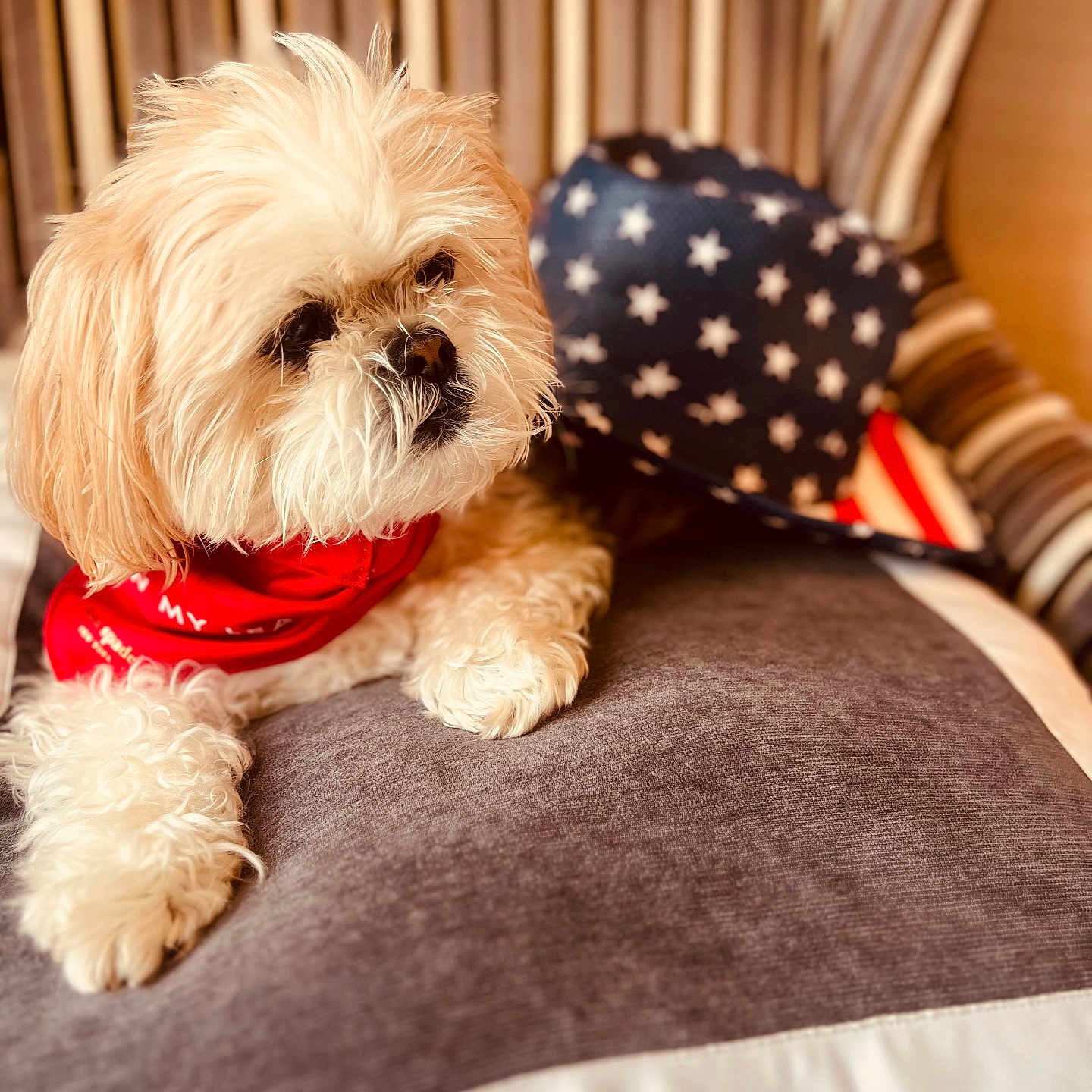 Coco joined the competition — help win amazing prizes! animal, canine, chair, closeup, comfy, cute, dog, domestic_animal, fluffy, fur, hat, home, indoor, pet, pillow, portrait, red_bandana, relaxed, seat, star_pattern
