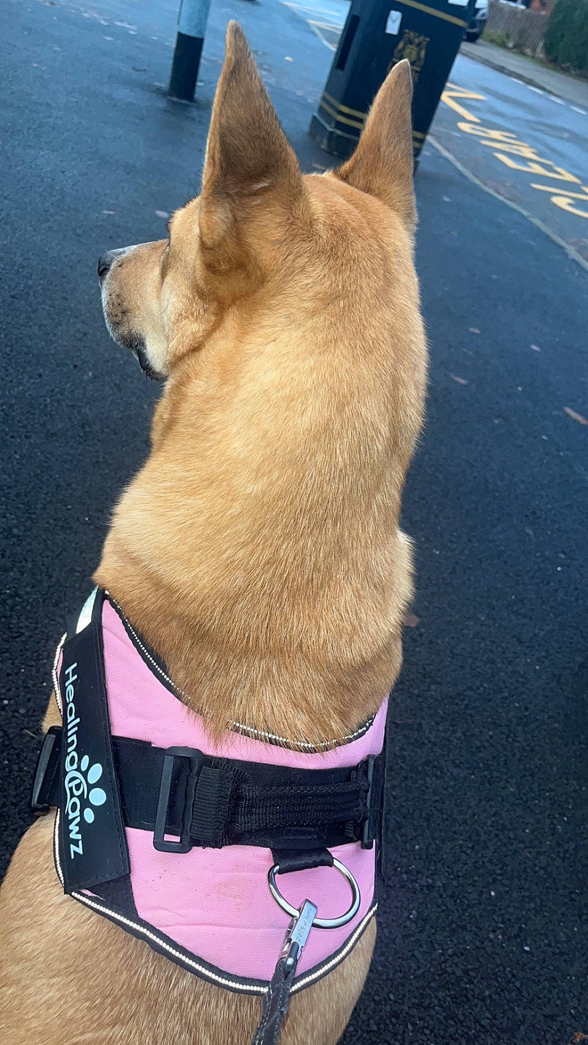 Lady is registered to the contest to win money with this photo: carnivore, collar, companion_dog, dog, dog_breed, dog_collar, electric_blue, fashion_accessory, fawn, felidae, fur, gesture, leash, magenta, pet_supply, snout, sporting_group, tail, whiskers, working_animal